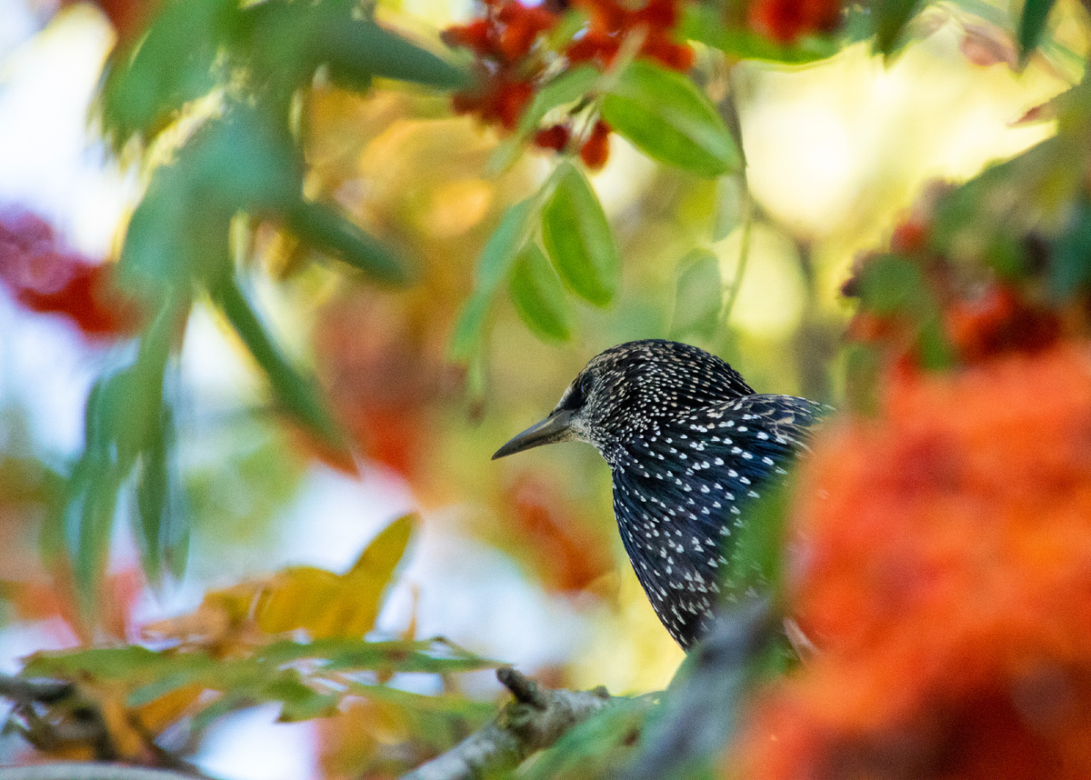 Скворец на рябине.