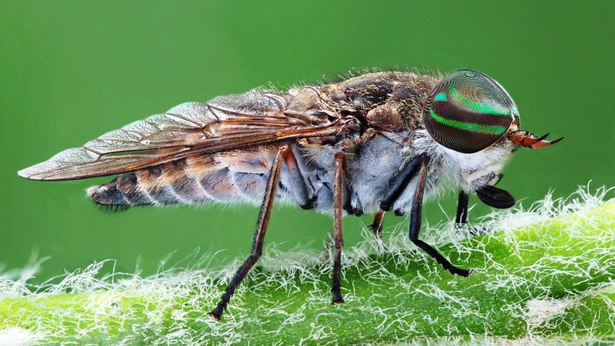 Фото с сайта: https://wildfauna.ru/ovod