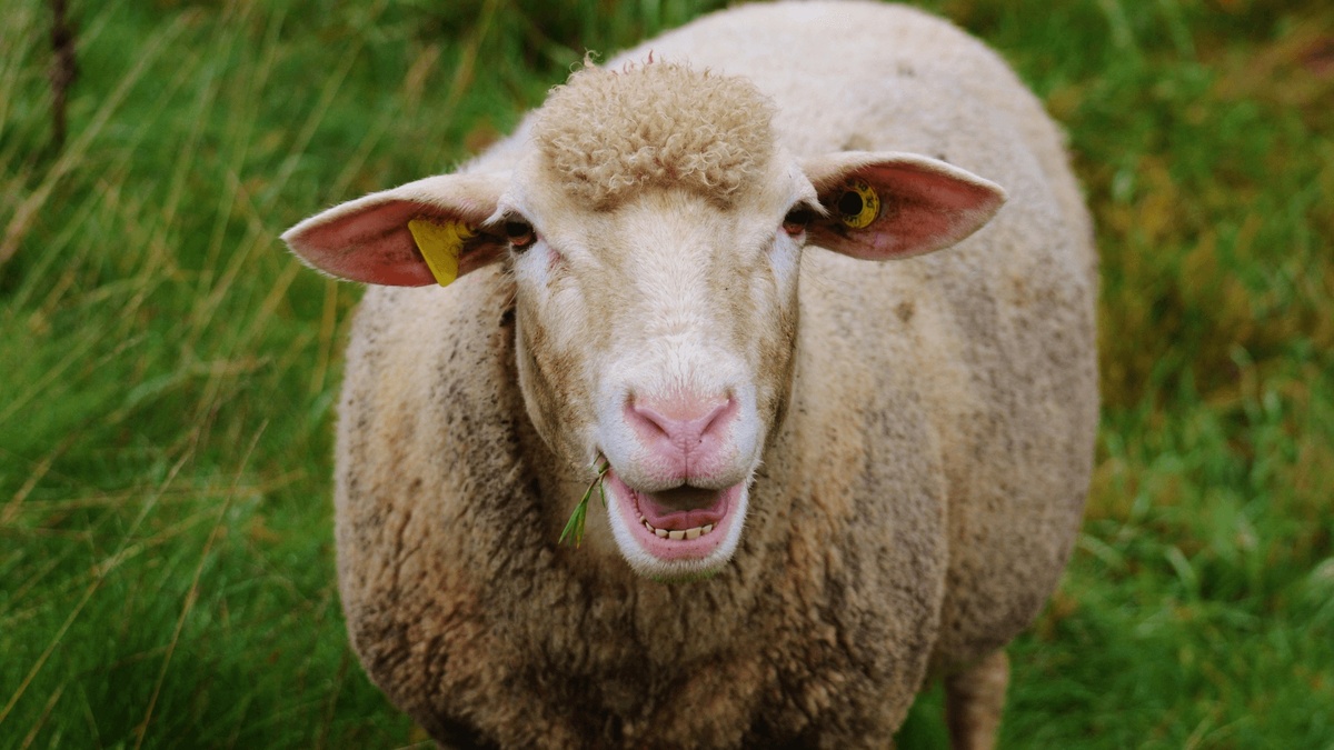 Фото с сайта: https://toutsavoir.fr/quest-ce-quun-mouton-de-panurge/