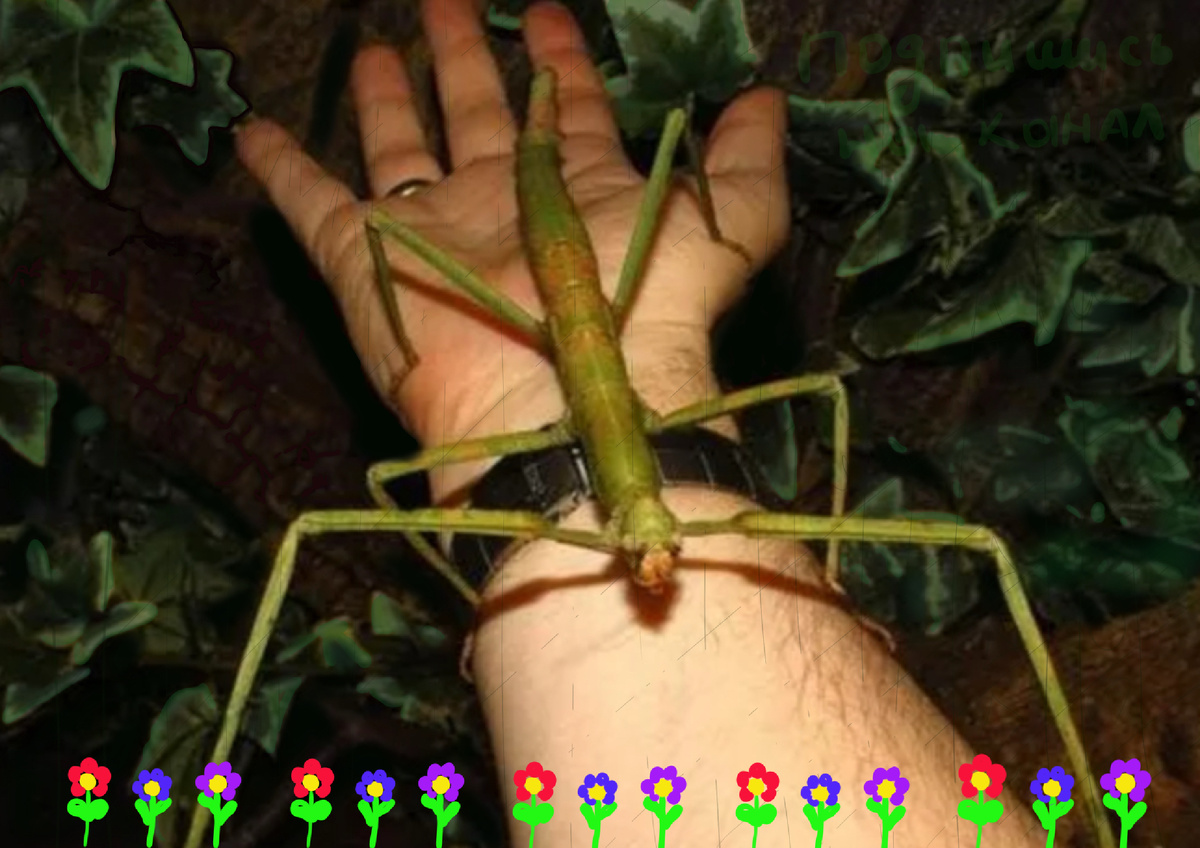 Гигантские палочники Австралии