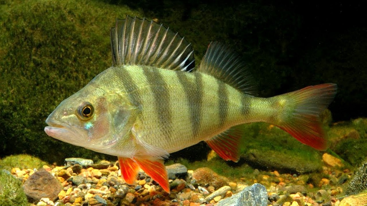 Фото с сайта: https://www.youtube.com/watch?v=EAE047ps3SU