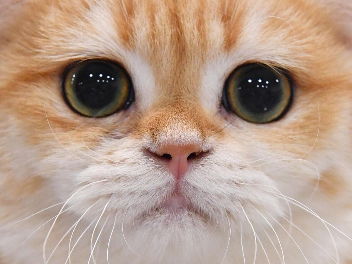    Котенок британской породы на выставке "КоШарики Шоу" в Москве© РИА Новости / Наталья Селиверстова