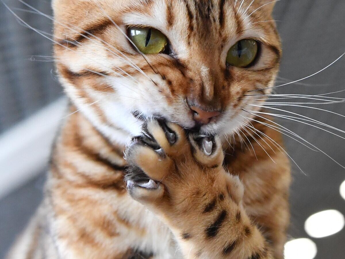    Кошка бенгальской породы на выставке "КоШарики Шоу" в Москве© РИА Новости / Наталья Селиверстова