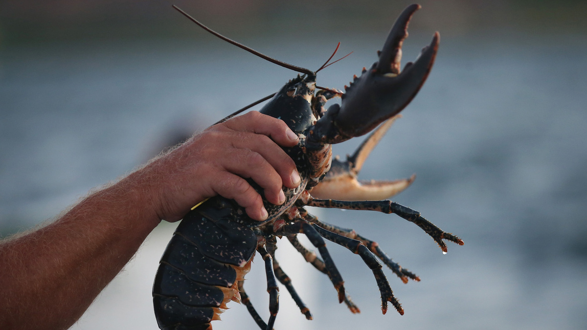 Фото с сайта: https://gototenji.hytalemonitor.ru/years852/marriage428/recipe871/scanning444