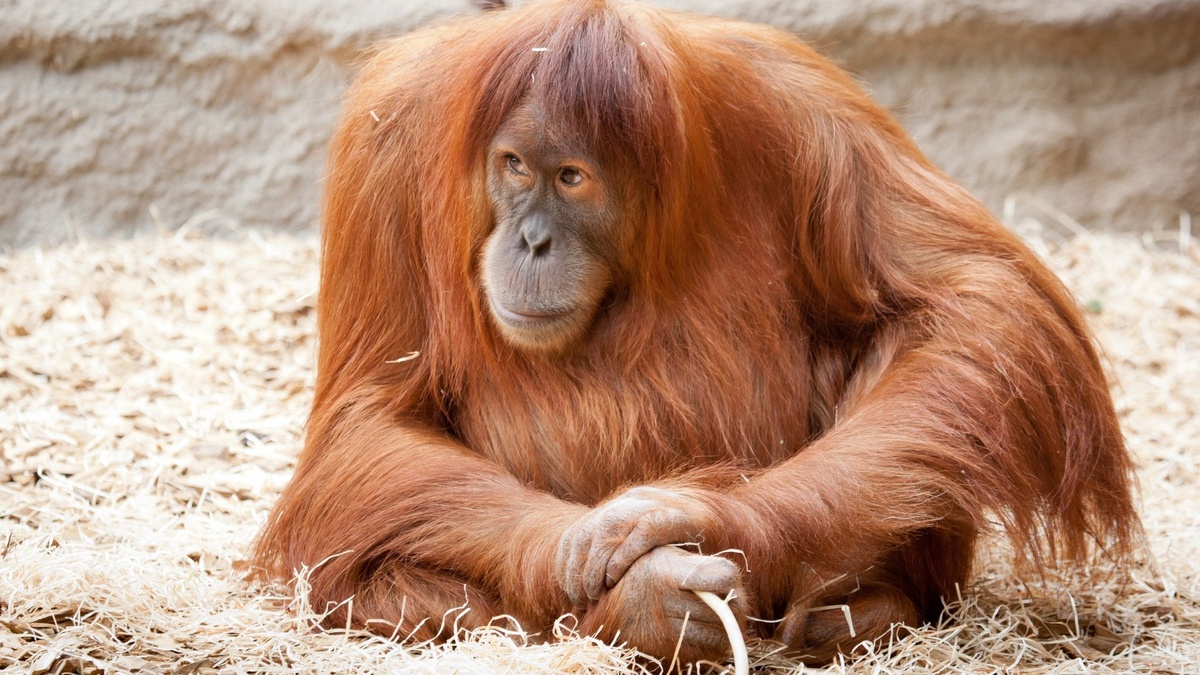 Фото с сайта: https://pofoto.club/16197-ryzhaja-obezjana-68-foto.html