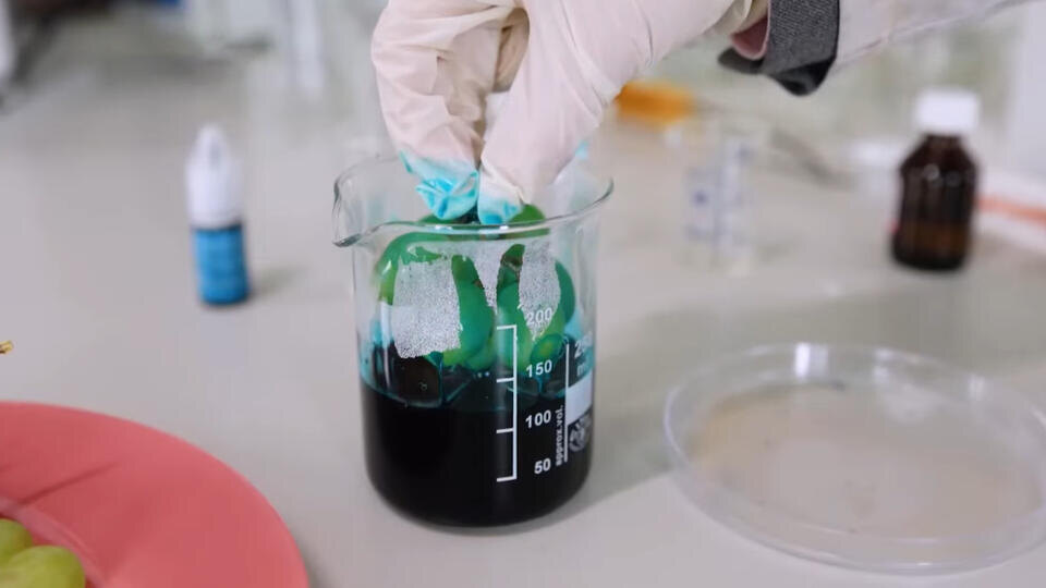 Фото: © Кадр из программы "Наука и техника", РЕН ТВ