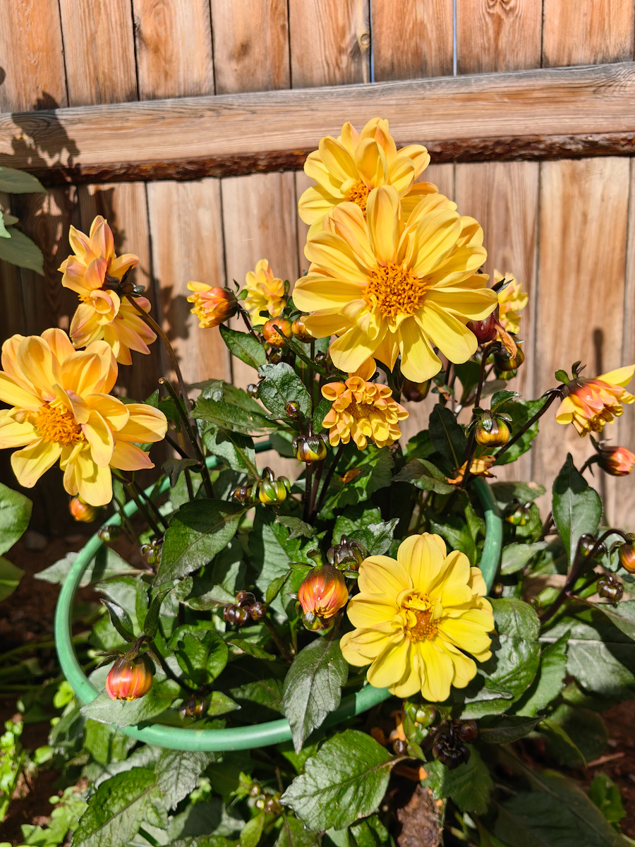 Фото сделано 19 сентября - однолетний георгин прекрасно себя чувствует! 