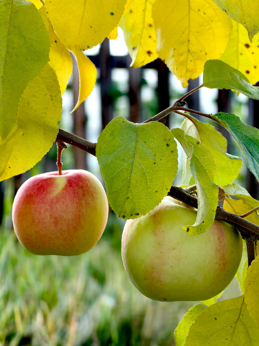 Наши первенцы! Первые яблоки! 