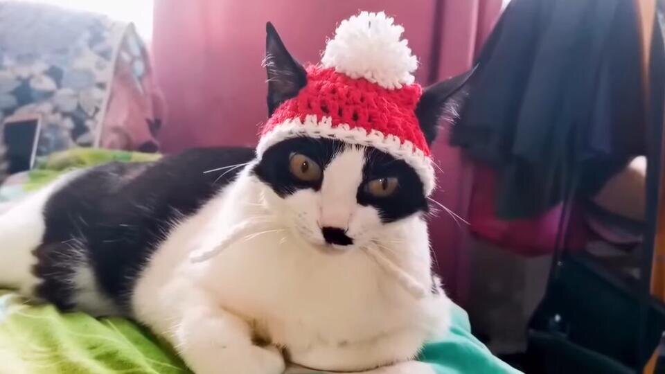 Фото: © Кадр из программы "Наука и техника", РЕН ТВ