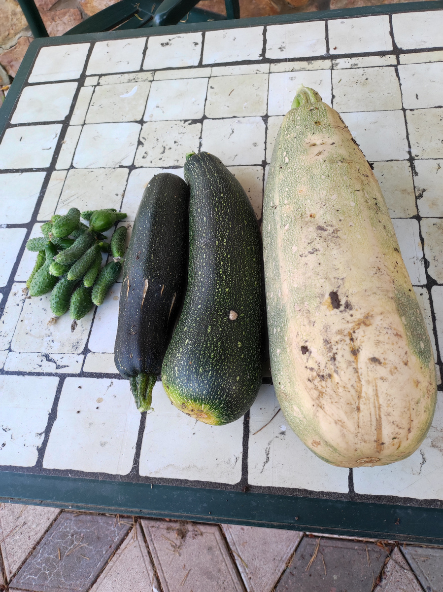 Один кабачок  уже перерос