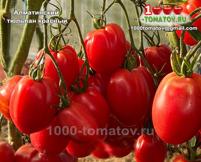 Томат Алматинский тюльпан красный  ФОТО 1