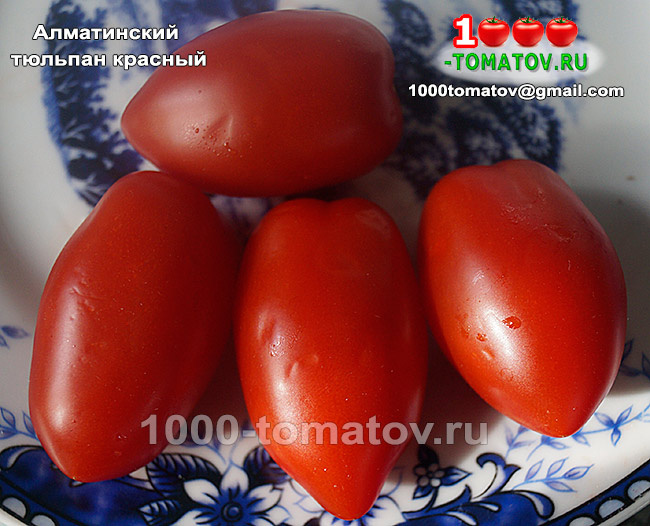 Томат Алматинский тюльпан красный  фото 2