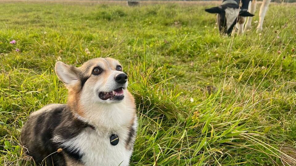 🌾🐾 Добрый день с пастбища