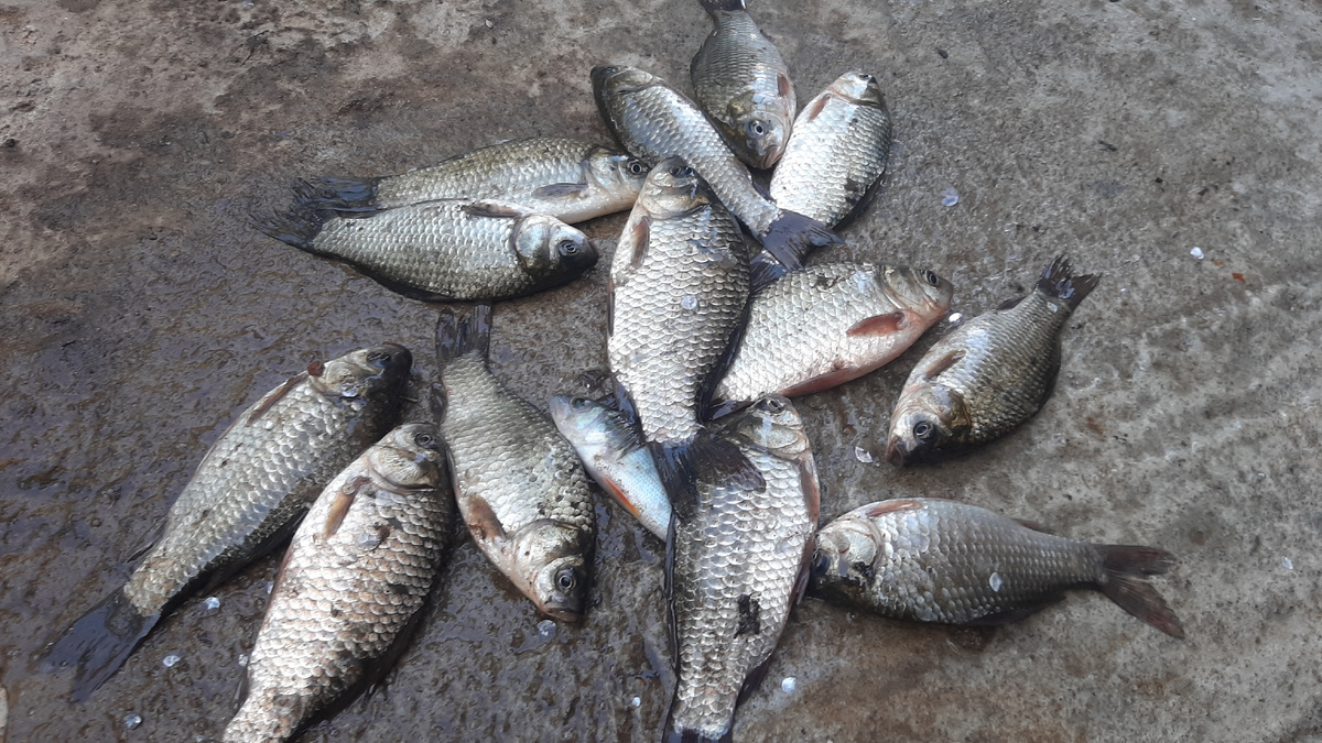 Живец для щуки лучщий вариант 