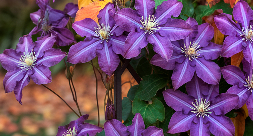 Что нужно обязательно сделать с клематисами осенью