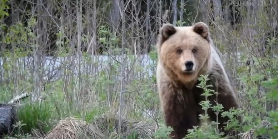 Как старики на медведя ходили
