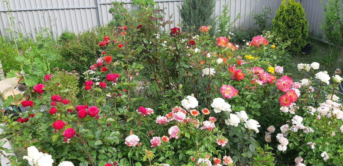 Осеньюнужно обрезать розы