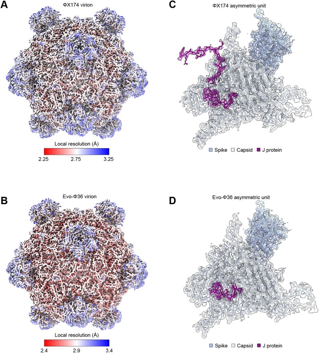Сгенерированные бактериофаги.    
 Источник: Samuel H. King, Claudia L. Driscoll, David B. Li, Daniel Guo, Aditi T. Merchant, Garyk Brixi, Max E. Wilkinson, Brian L. Hie / CC-BY 4.0 International license  📷

