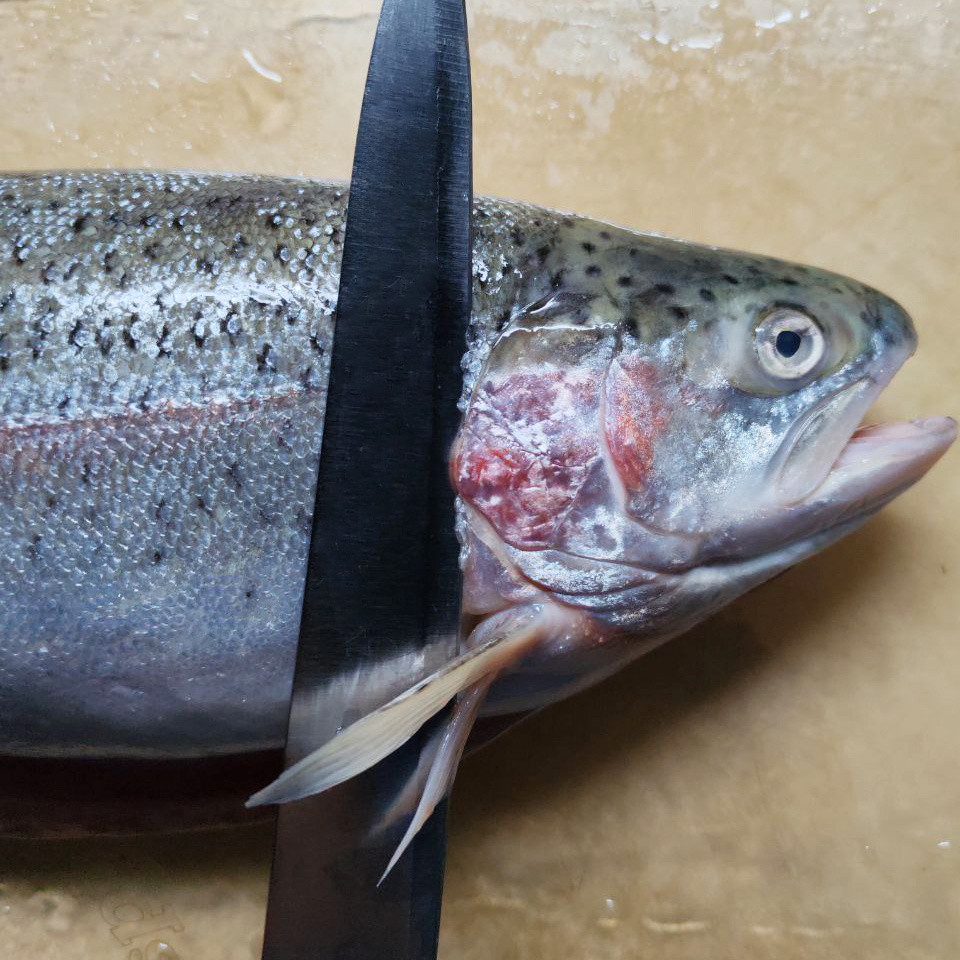 Как держать нож для среза головы форели