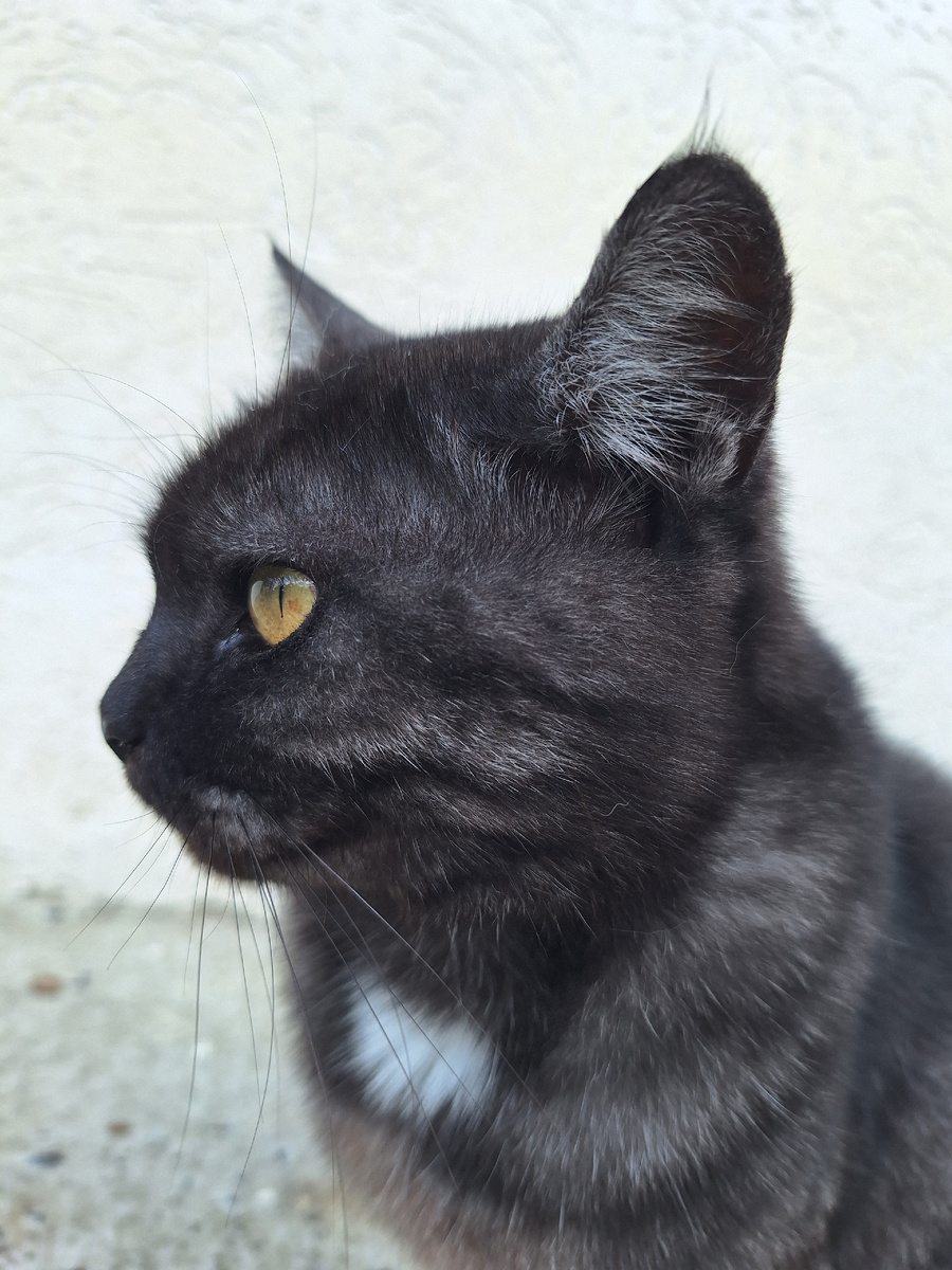 Записки натуралиста: кошки