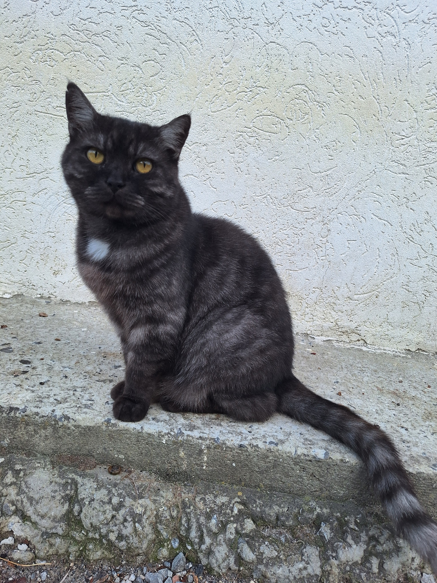 Питомец недели: кошки