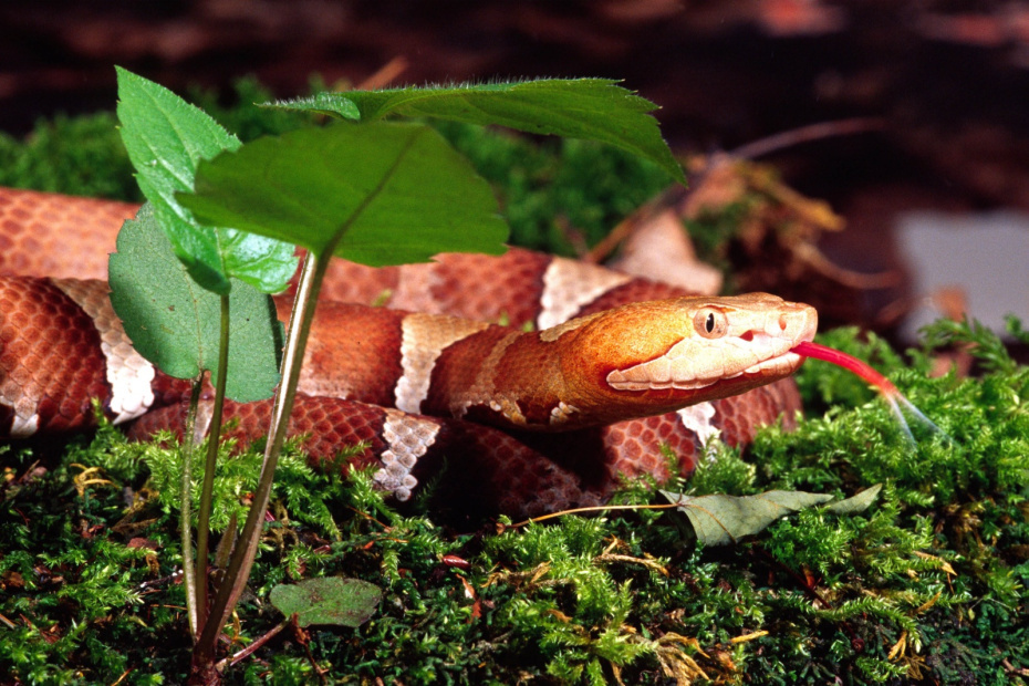    David Northcott/David Northcott/DanitaDelimont/Global Look Press