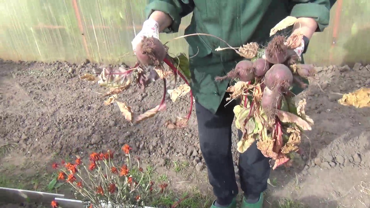 Свекла не очень