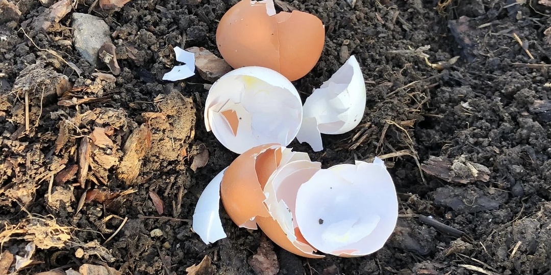 Никогда не используйте яичную скорлупу на огороде