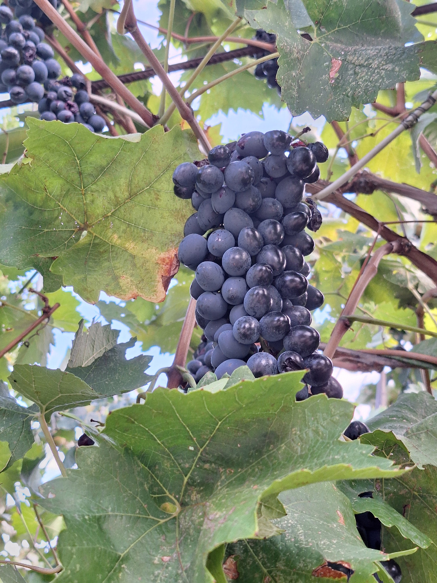 Что положить в тарелку? Виноград 100%