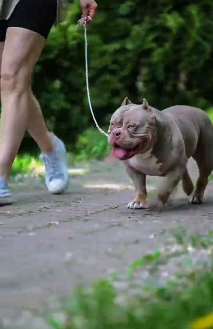 Американский булли Лейла идет играть на поляну