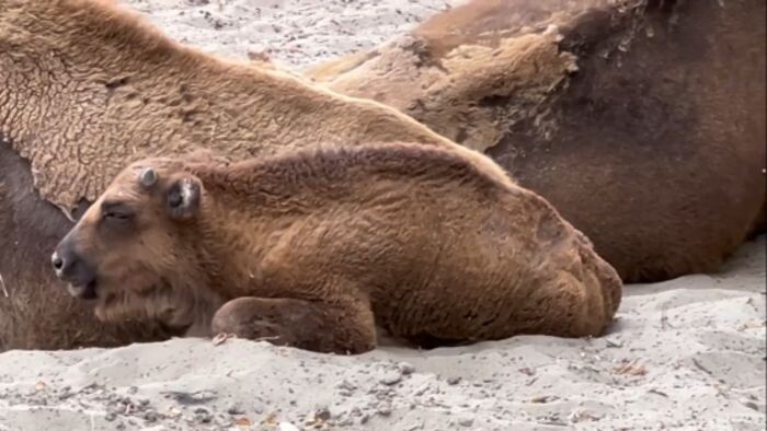 Иллюстрация: Ростовский зоопарк