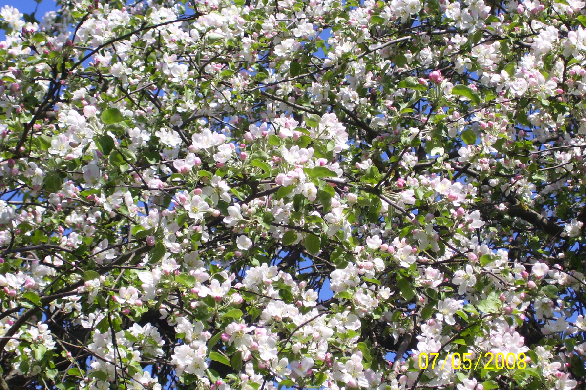 Цветущая яблонька возле дома моих бабушки и дедушки. Фото моей мамы Чепиковой Анны Ильиничны