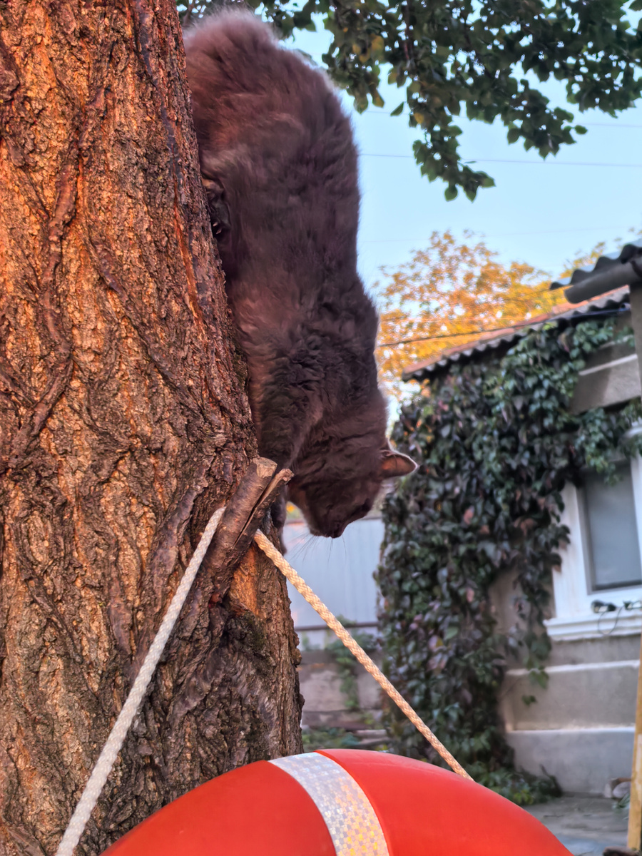 Горный сибирский нибелунг