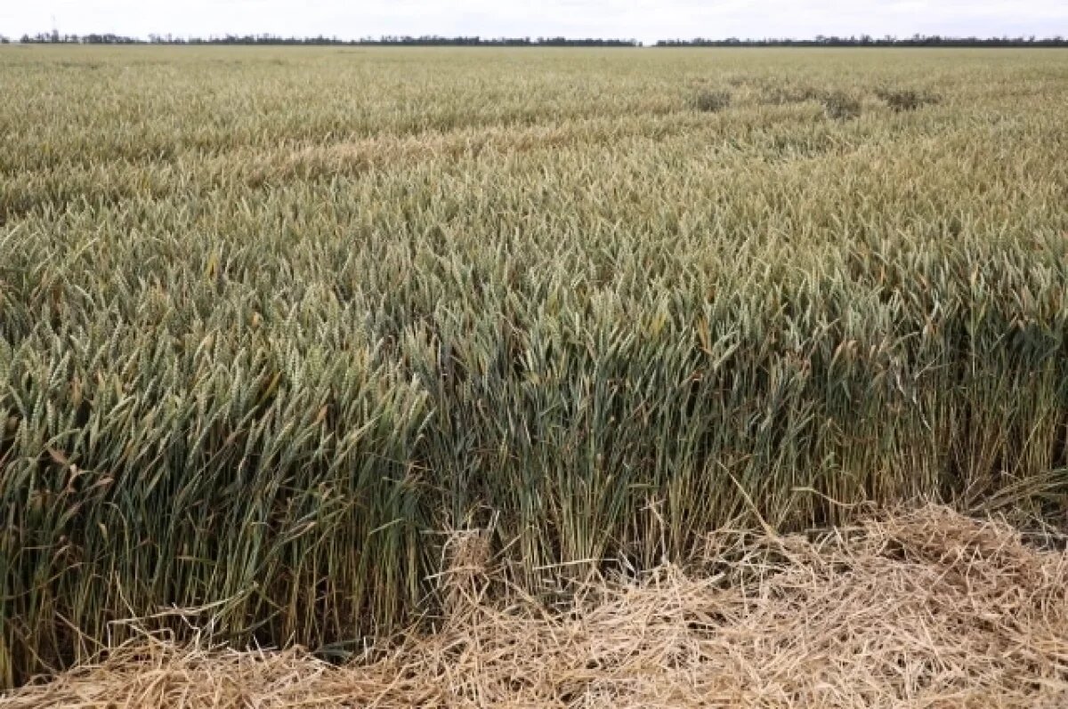    Оперштаб опроверг информацию о потере аграриями Кубани до 60% урожая