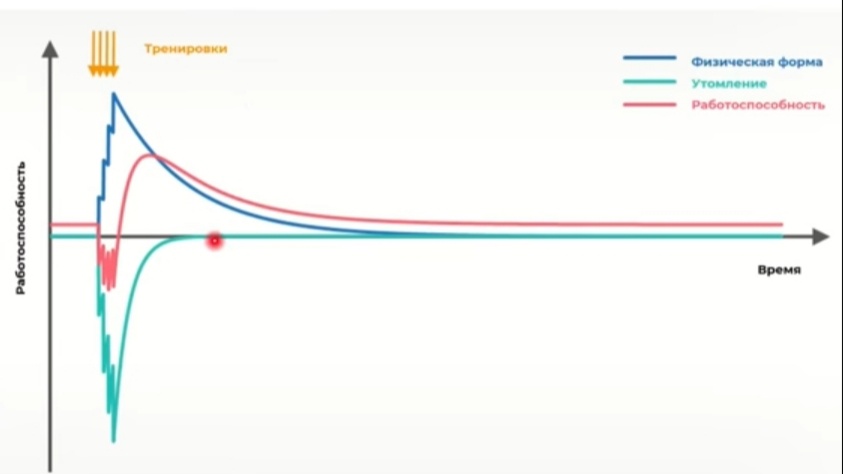 Модель канадского физиолога Эрика Банистера. На графике изображён вариант с частыми тренировками. Параллельно с ростом тренированности растёт и утомление.(угнетение эндокринной системы) 