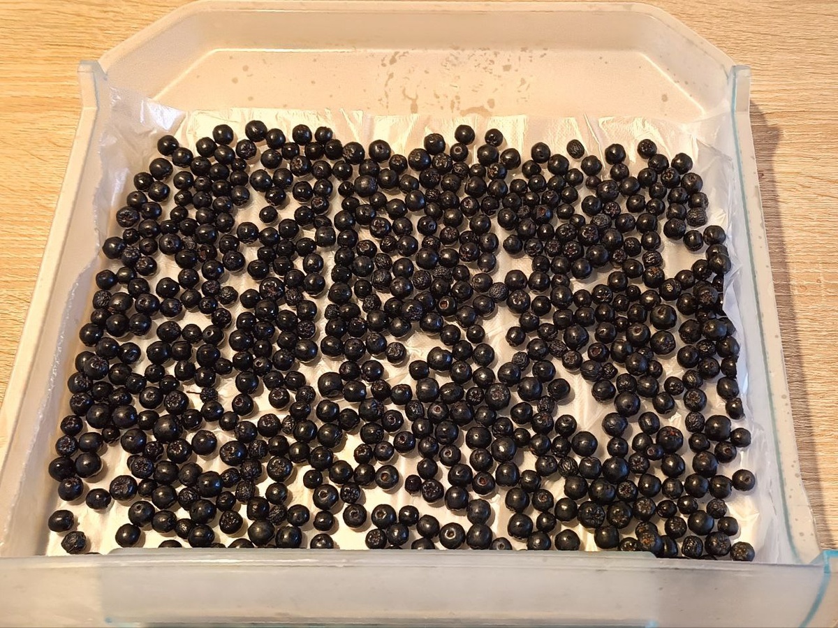 Черноплодная рябина для чая и компота