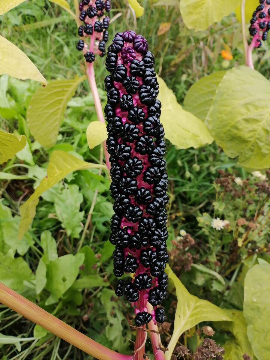 Вот такое чудо растёт у нас на огороде. Как называется, не знаю. Фото автора