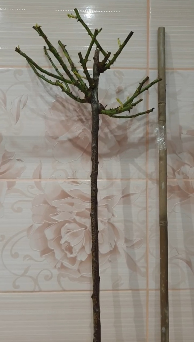 Вот эта бамбуковая палка на фото, рядом со штамбовой розой.