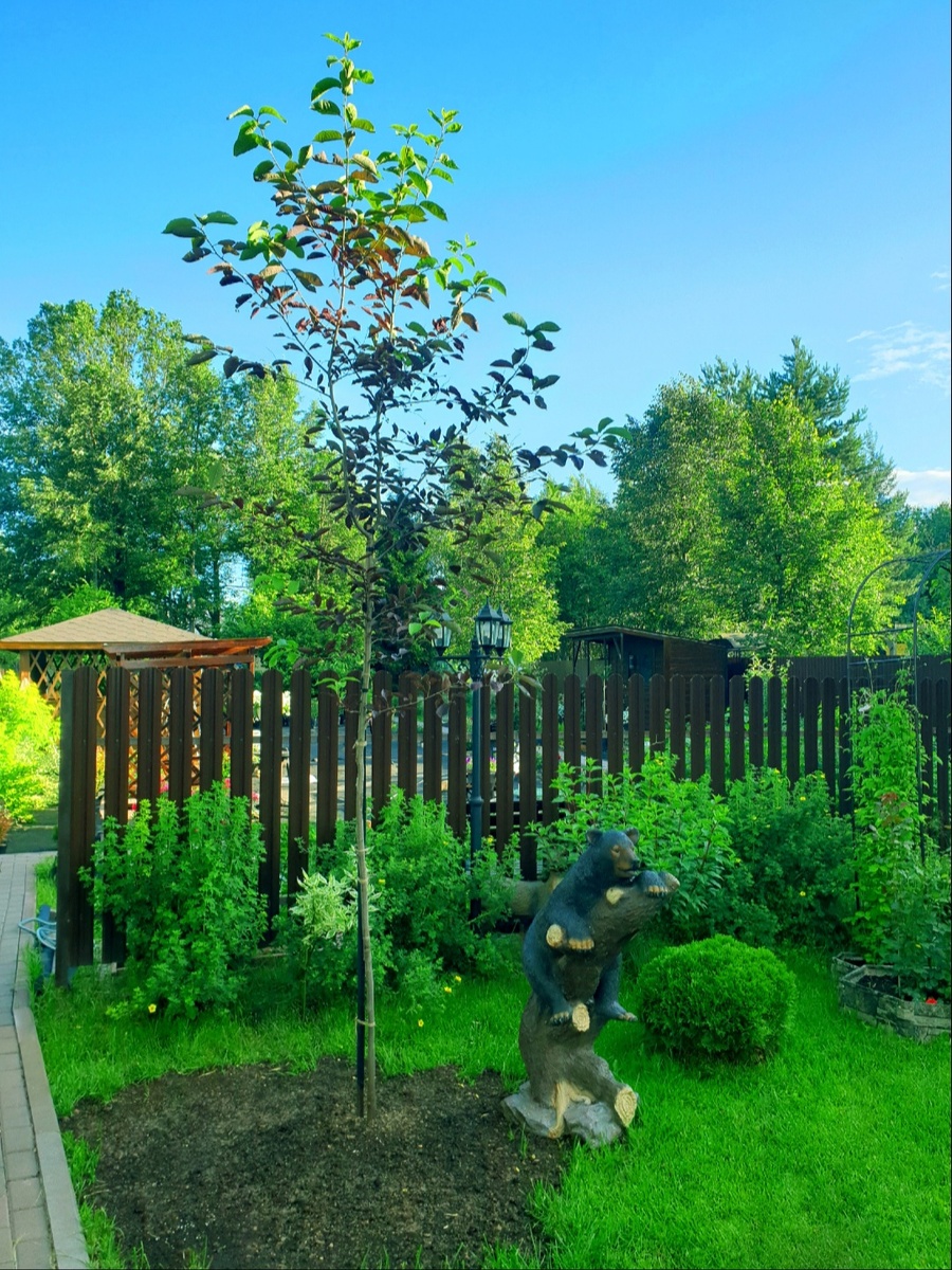 Молодое дерево привязано к глубоко забитой металлической опоре. Ветер такой опоре не страшен.