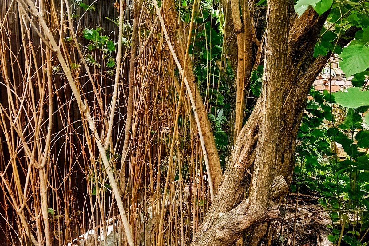 С какой бы стороны подобраться... Сирень моя