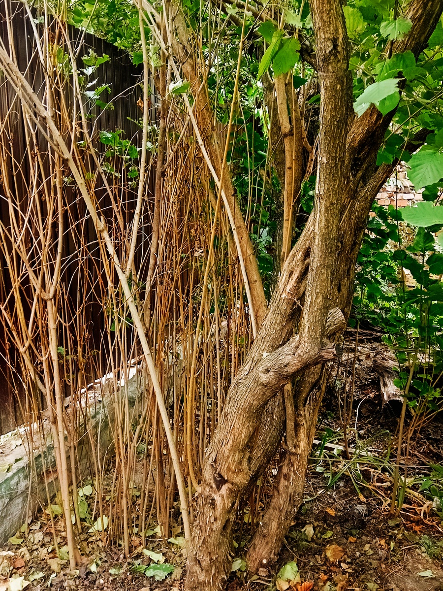 Справа и спереди подстригла. Осталось обрезать слева и сзади. Ну и по самому кусту.