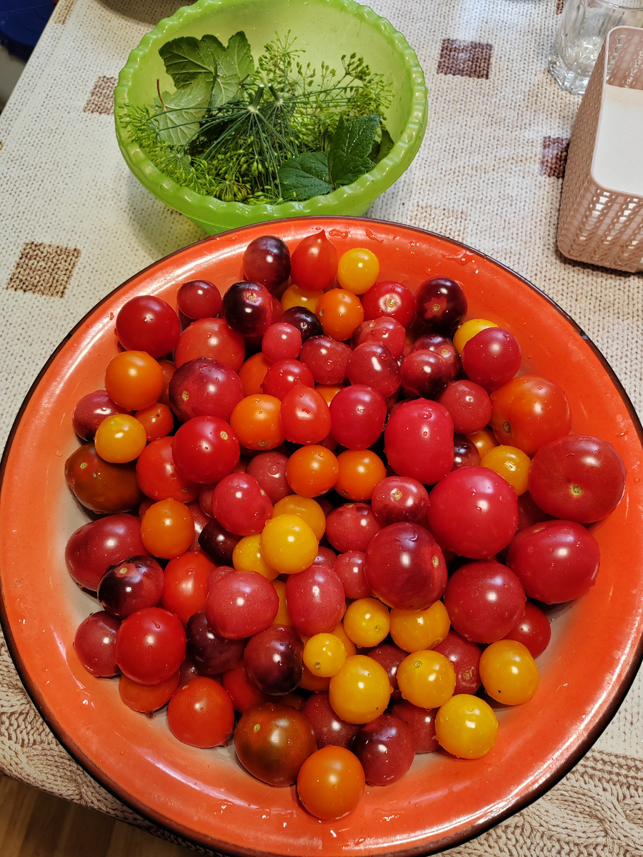 Мои помидорки