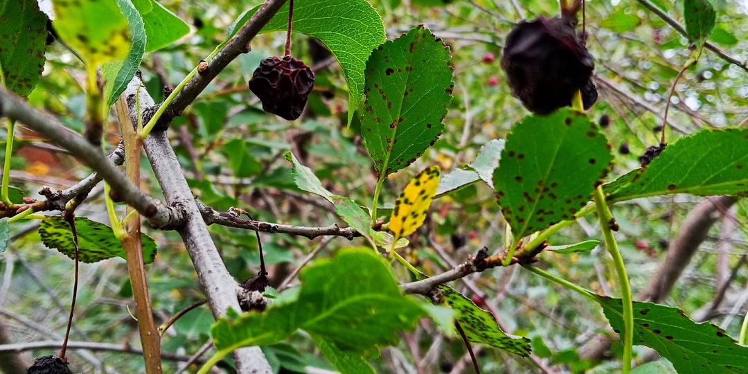 Монилиоз (плодовая гниль) яблони и груши в сентябре: зачем лечить сейчас и как сделать всё правильно