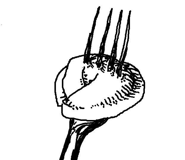 Искусство кулинарного недоразумения, или Почему в нашем доме всегда был коньяк