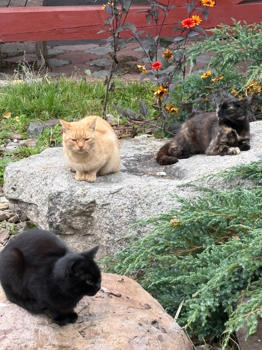 А вкусно было! Ася, Клепа и Майка отдыхают после трапезы. Везде фото автора.