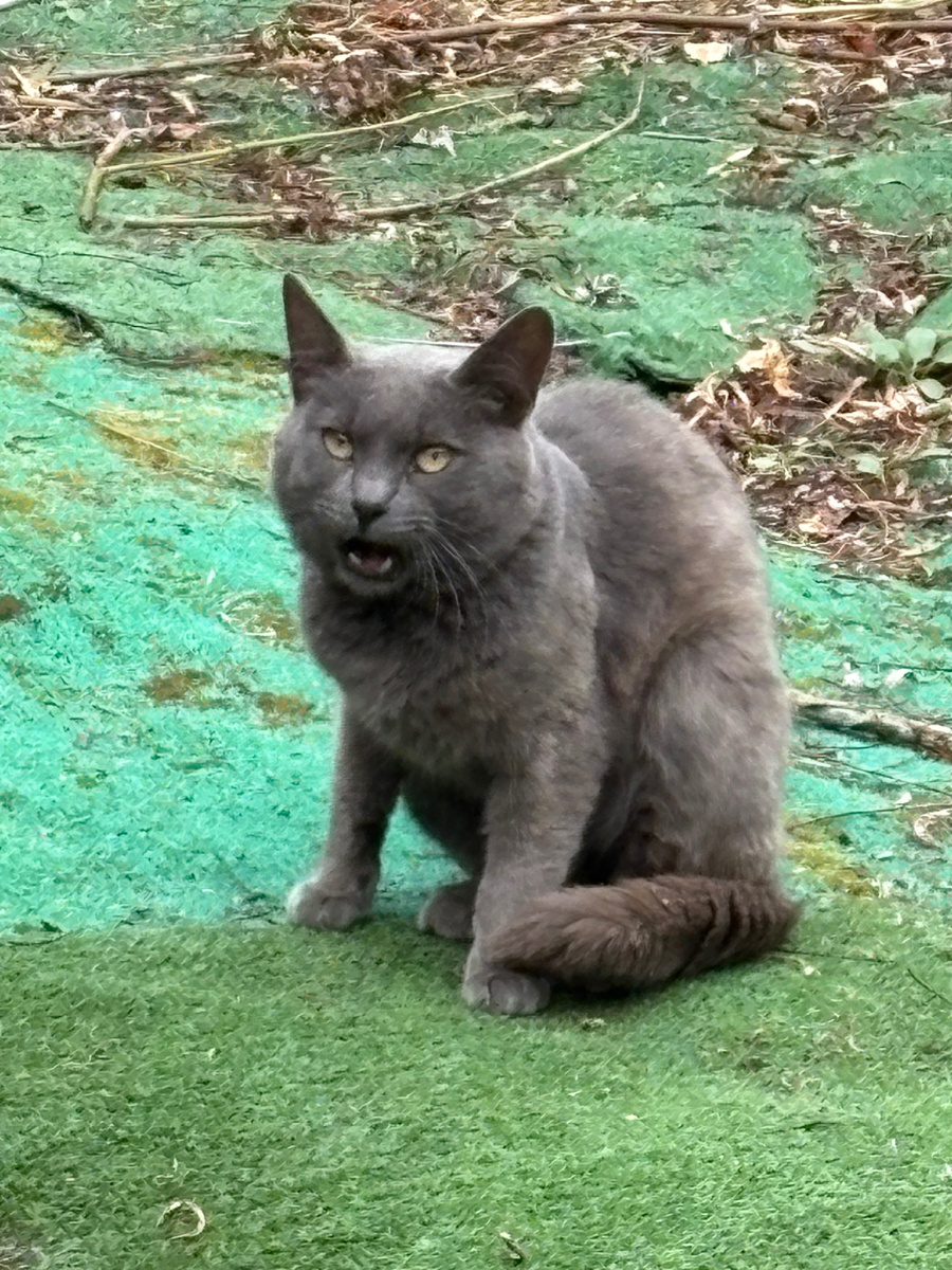 А Кузю Лакомкина забыли предупредить! И он расстроился.