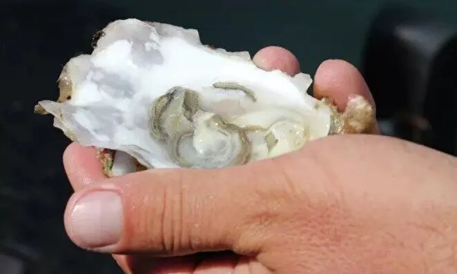    Фото: scientificrussia.ru Евгений Иванов