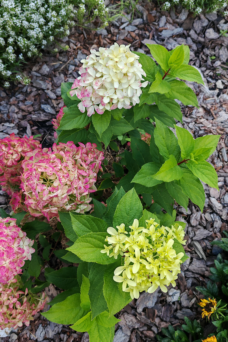 середина августа