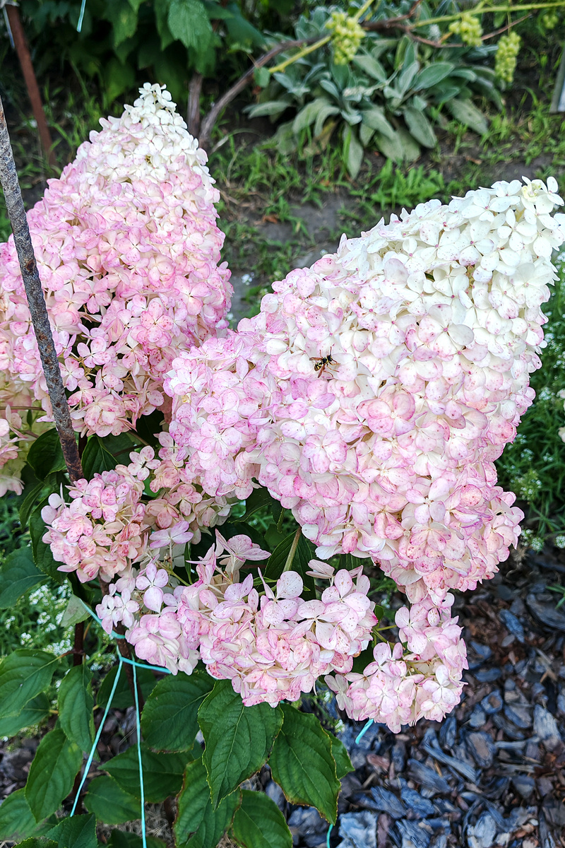 первая половина августа