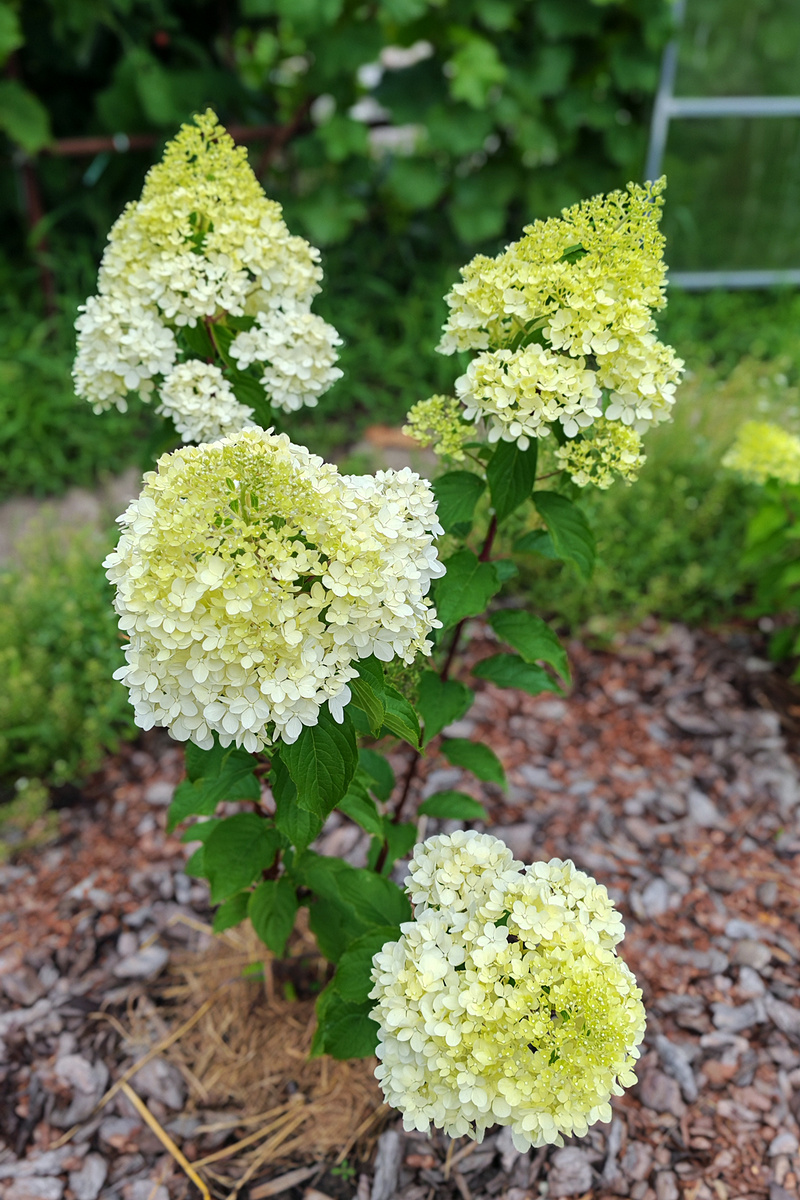 середина июля